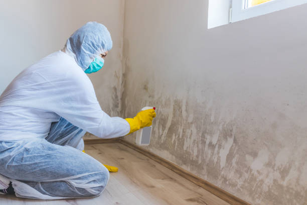 Mold Inspection, Removal & Remediation